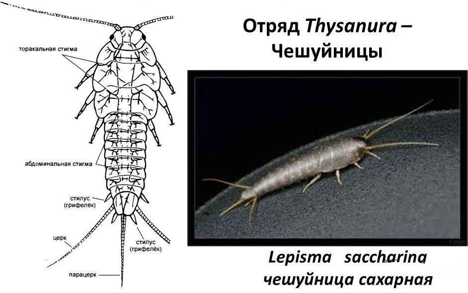 На фото описано строение чешуйницы